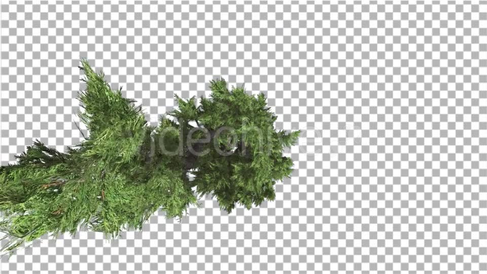 Hollywood Juniper Top Down Tilts Down Coniferous - Download Videohive 14781167