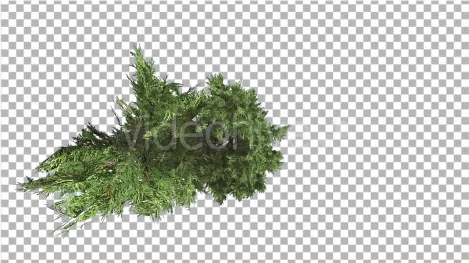 Hollywood Juniper Top Down Tilts Down Coniferous - Download Videohive 14781167