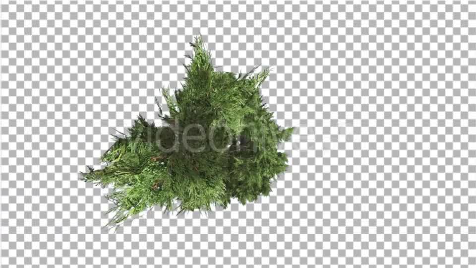 Hollywood Juniper Top Down Tilts Down Coniferous - Download Videohive 14781167