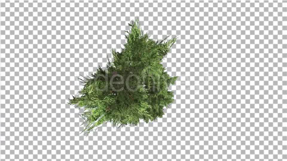 Hollywood Juniper Top Down Tilts Down Coniferous - Download Videohive 14781167