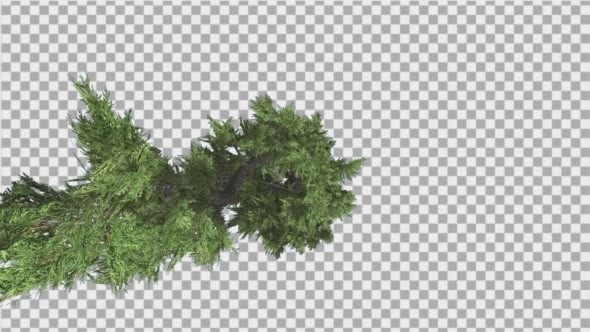 Hollywood Juniper Top Down Tilts Down Coniferous - Download Videohive 14781167