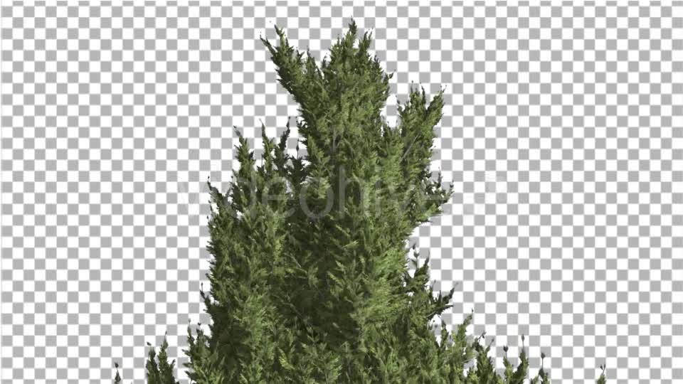 Hollywood Juniper Top of Tree Smooth Weather - Download Videohive 14806911