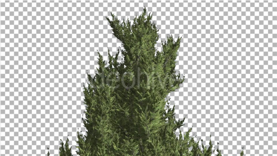 Hollywood Juniper Top of Tree Smooth Weather - Download Videohive 14806911