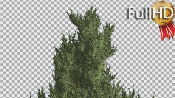 Hollywood Juniper Top of Tree Smooth Weather - Download Videohive 14806911