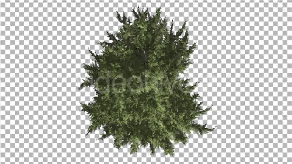 Hollywood Juniper Tree Crown Top Down Coniferous - Download Videohive 16936755