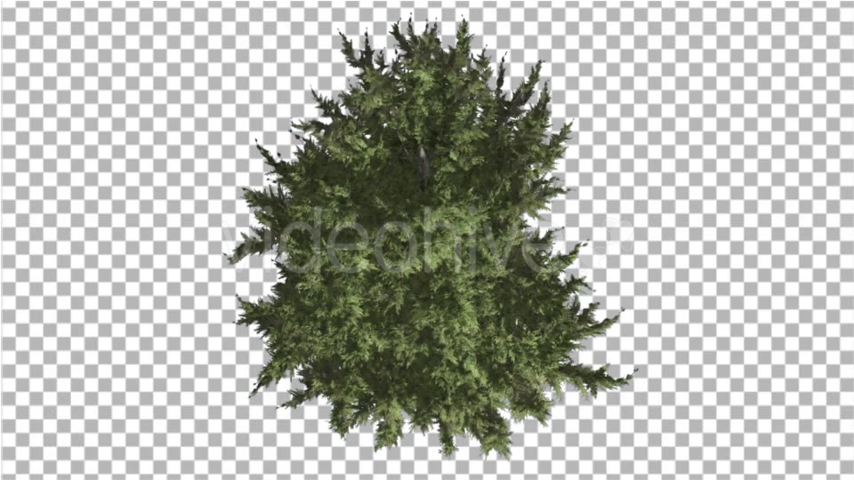 Hollywood Juniper Tree Crown Top Down Coniferous - Download Videohive 16936755