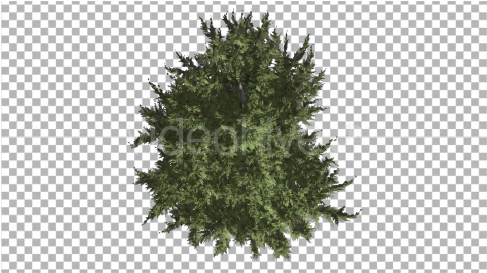 Hollywood Juniper Tree Crown Top Down Coniferous - Download Videohive 16936755