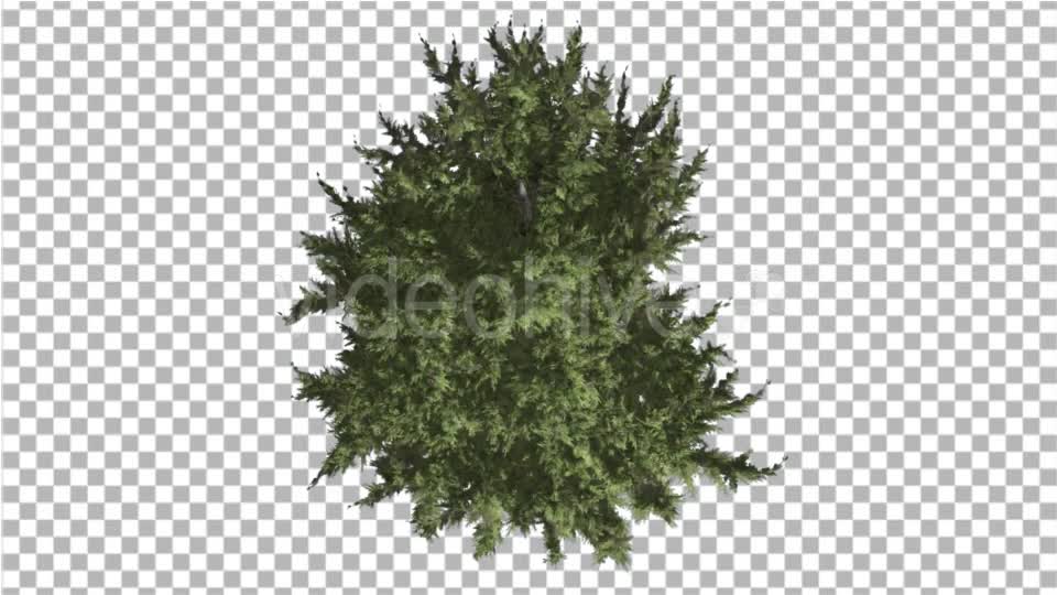 Hollywood Juniper Tree Crown Top Down Coniferous - Download Videohive 16936755