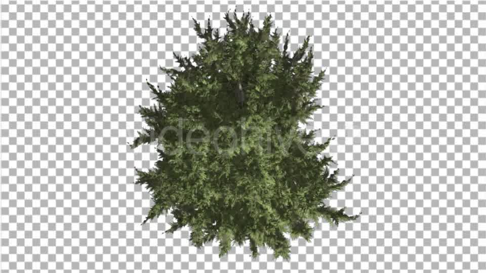 Hollywood Juniper Tree Crown Top Down Coniferous - Download Videohive 16936755