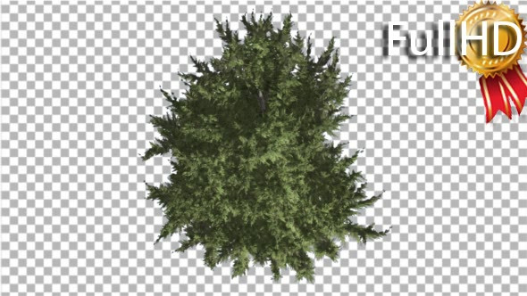 Hollywood Juniper Tree Crown Top Down Coniferous - Download Videohive 16936755