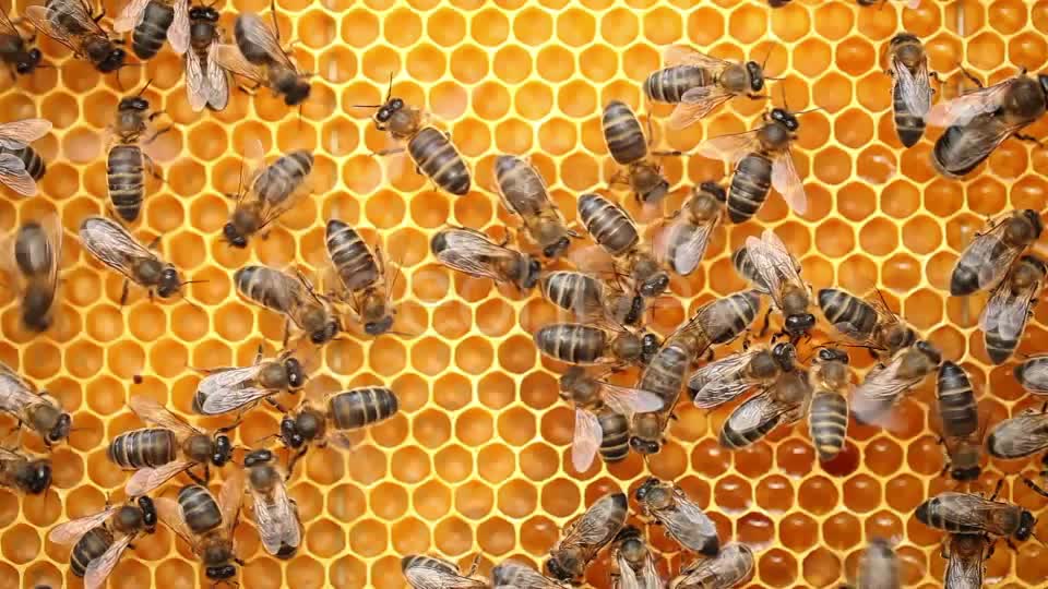 Honey Bees  Videohive 9406962 Stock Footage Image 1