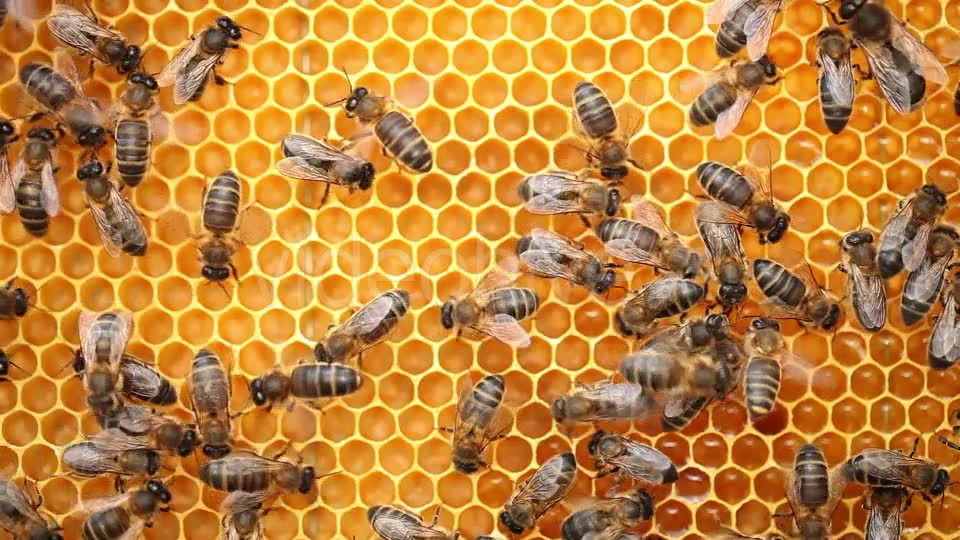 Honey Bees  Videohive 9406962 Stock Footage Image 2