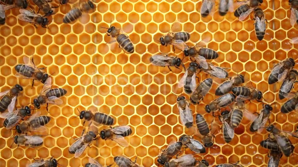 Honey Bees  Videohive 9406962 Stock Footage Image 4