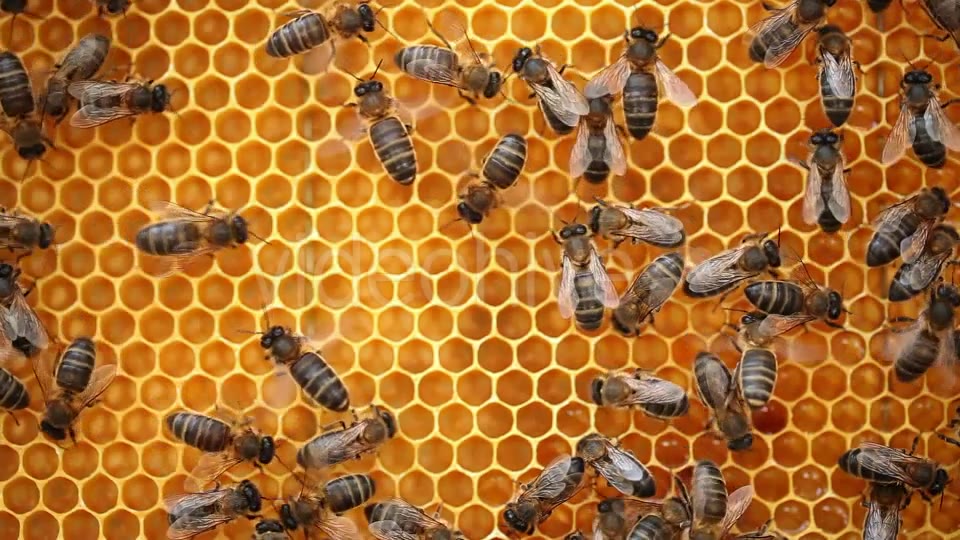 Honey Bees  Videohive 9406962 Stock Footage Image 5