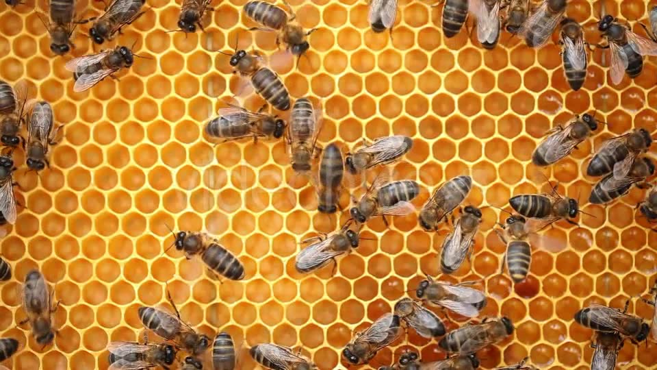 Honey Bees  Videohive 9406962 Stock Footage Image 6