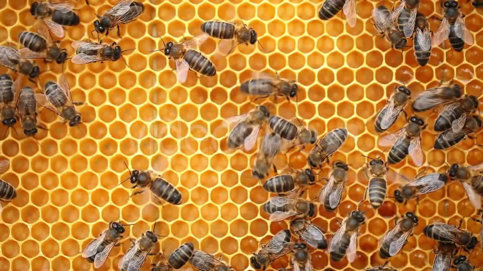 Honey Bees  Videohive 9406962 Stock Footage Image 7