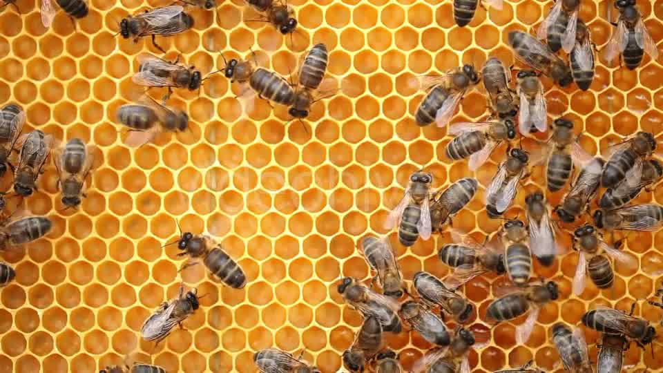 Honey Bees  Videohive 9406962 Stock Footage Image 8
