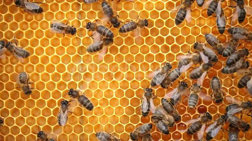 Honey Bees  Videohive 9406962 Stock Footage Image 9