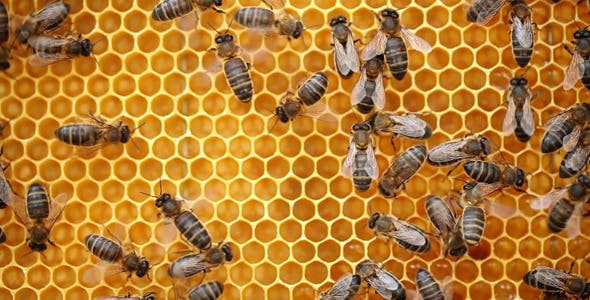Honey Bees  - Download Videohive 9406962