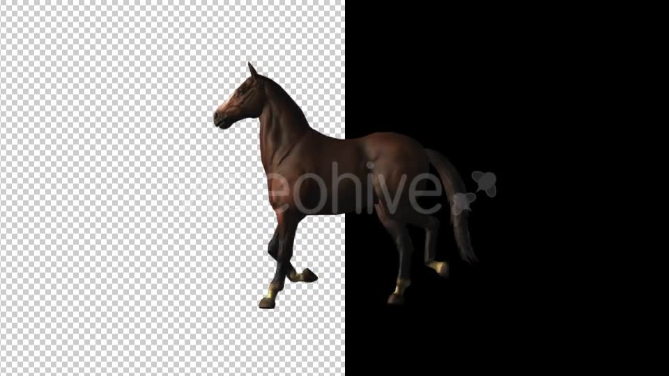 Horse Canter Loop - Download Videohive 18412827