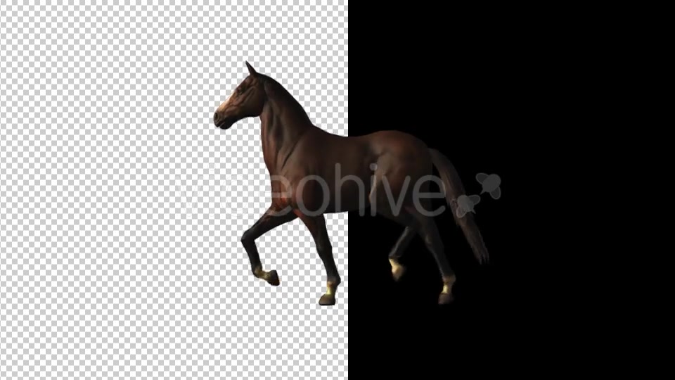 Horse Canter Loop - Download Videohive 18412827