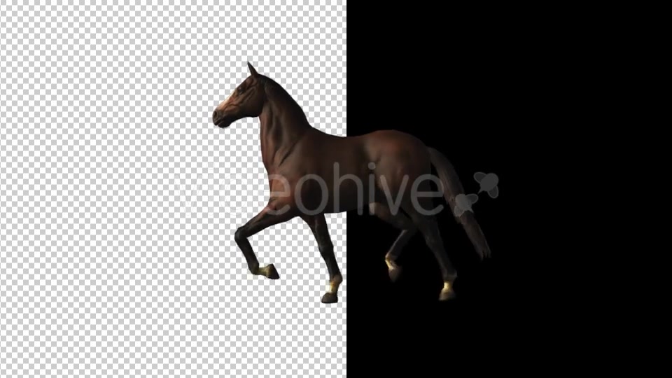 Horse Canter Loop - Download Videohive 18412827