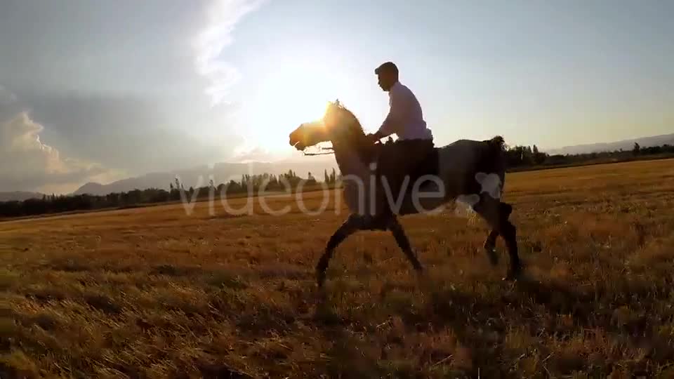 Horse  Videohive 9705527 Stock Footage Image 1
