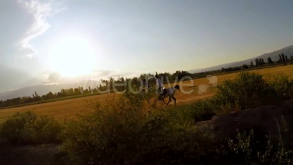 Horse  Videohive 9705527 Stock Footage Image 10