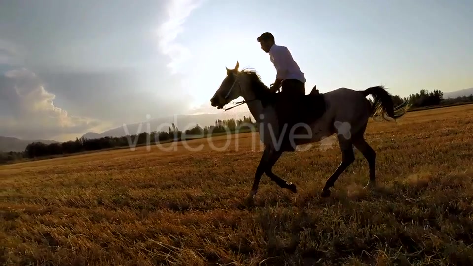 Horse  Videohive 9705527 Stock Footage Image 3