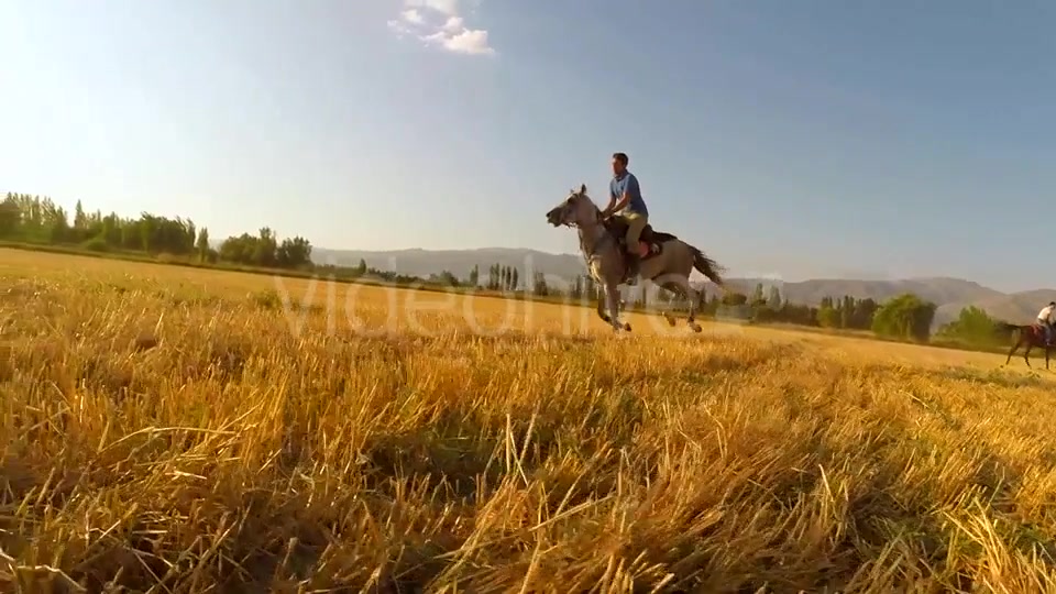 Horse  Videohive 9705527 Stock Footage Image 4