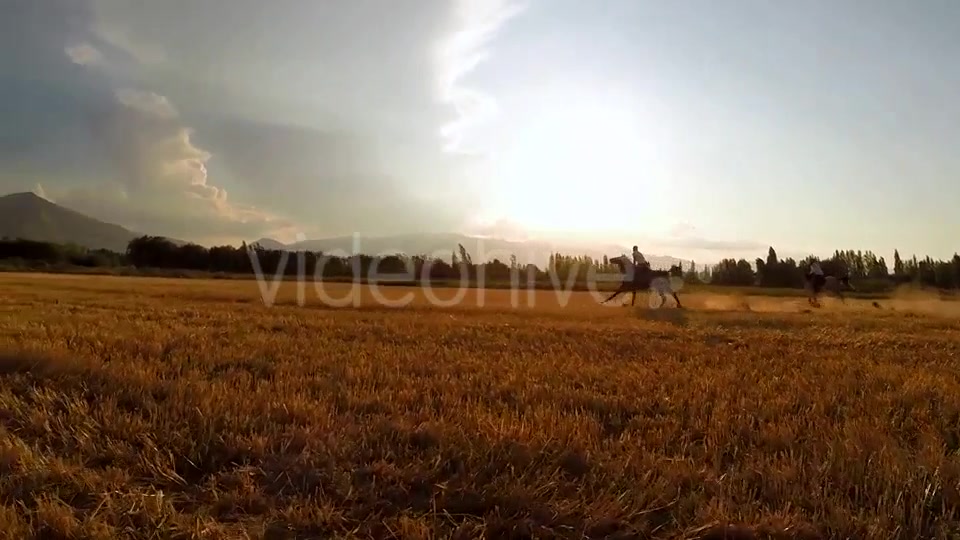 Horse  Videohive 9705527 Stock Footage Image 8