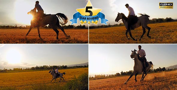 Horse  - Download 9705527 Videohive