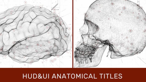 HUD UI Anatomical Titles - 33042984 Videohive Download
