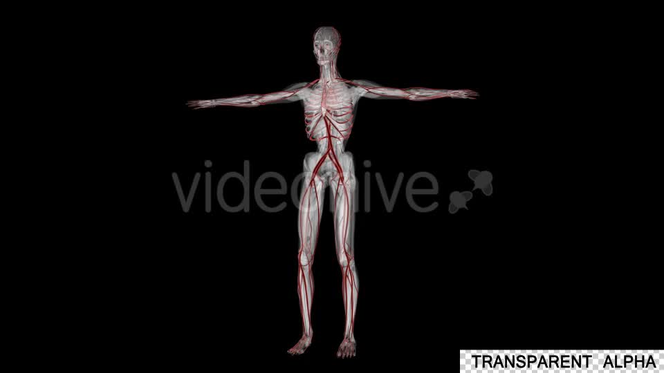 Human Anatomy Blood Vessels - Download Videohive 19795149