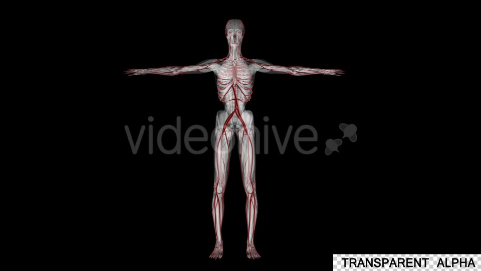Human Anatomy Blood Vessels - Download Videohive 19795149