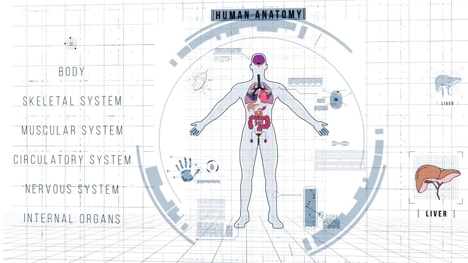 Human Anatomy HUD Pack 200+ Videohive 22128440 After Effects Image 5