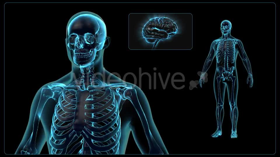 Human Body Videohive 18637695 Motion Graphics Image 1