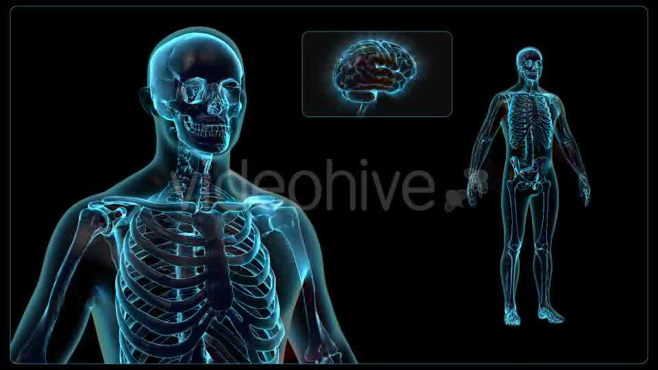 Human Body Videohive 18637695 Motion Graphics Image 10