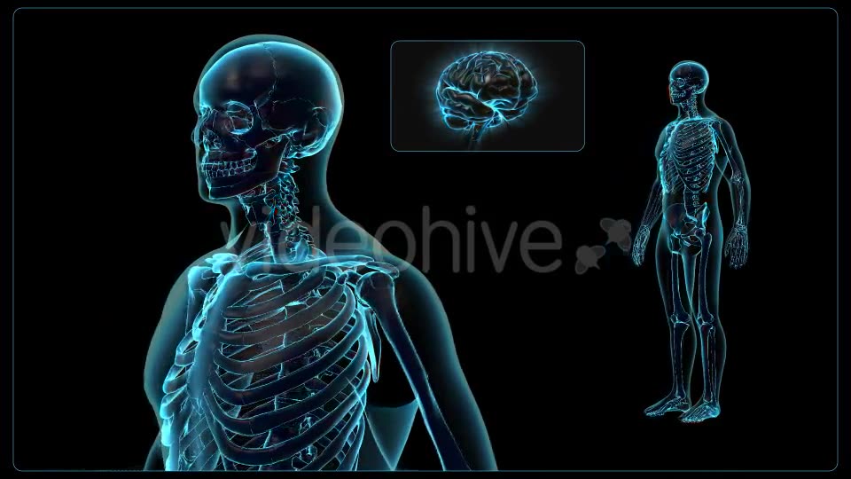 Human Body Videohive 18637695 Motion Graphics Image 2
