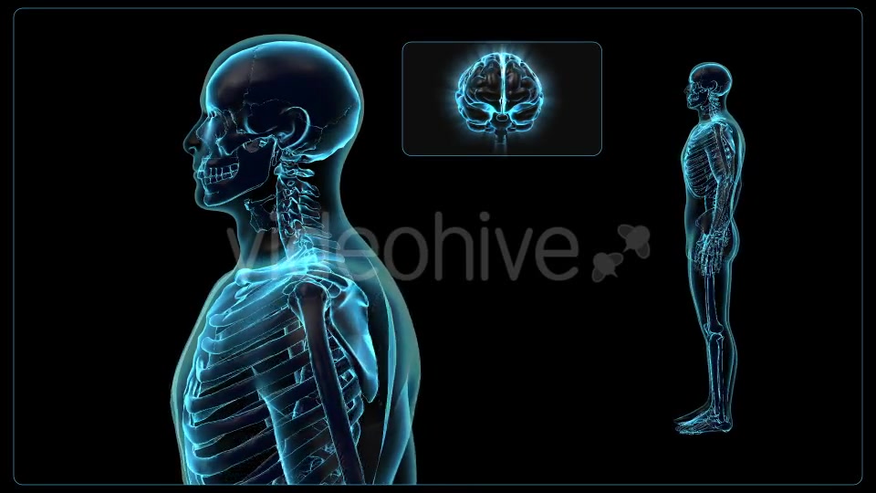 Human Body Videohive 18637695 Motion Graphics Image 3