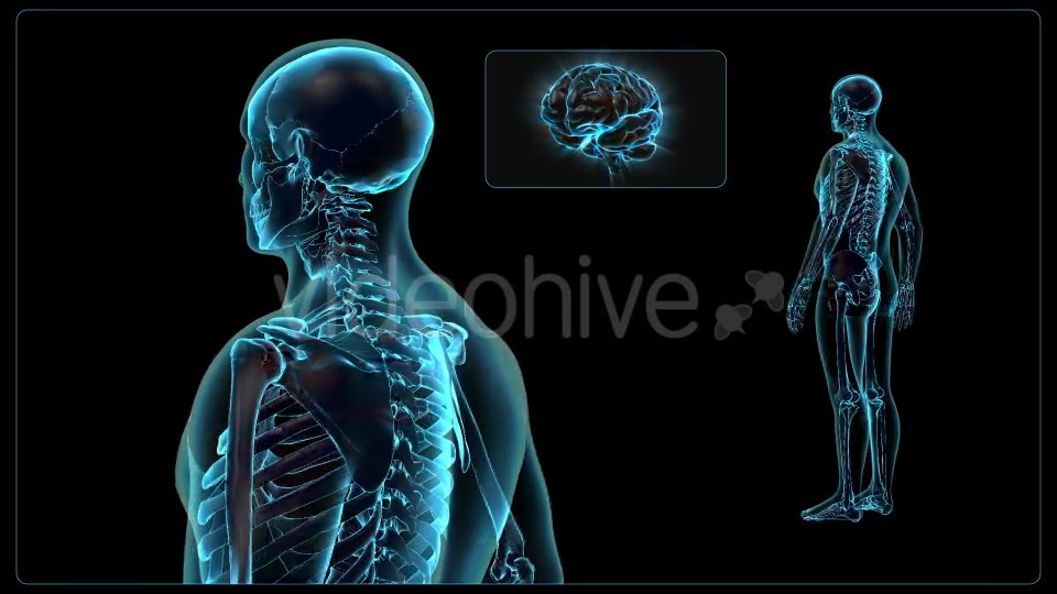Human Body Videohive 18637695 Motion Graphics Image 4