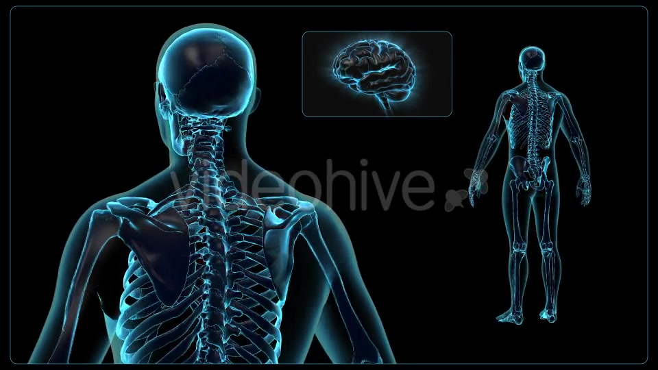 Human Body Videohive 18637695 Motion Graphics Image 5