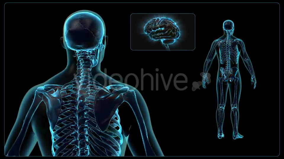 Human Body Videohive 18637695 Motion Graphics Image 6