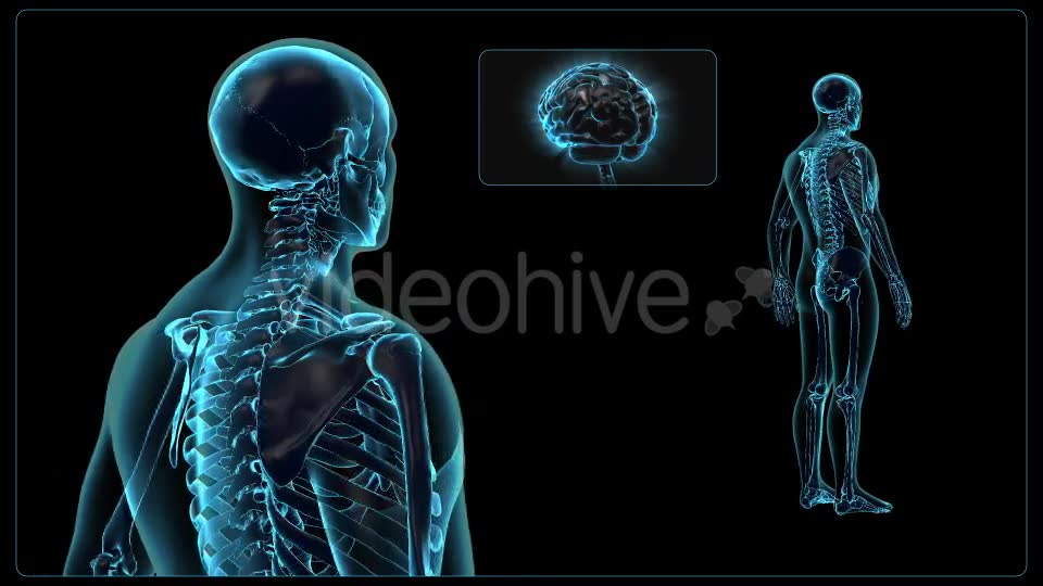 Human Body Videohive 18637695 Motion Graphics Image 7