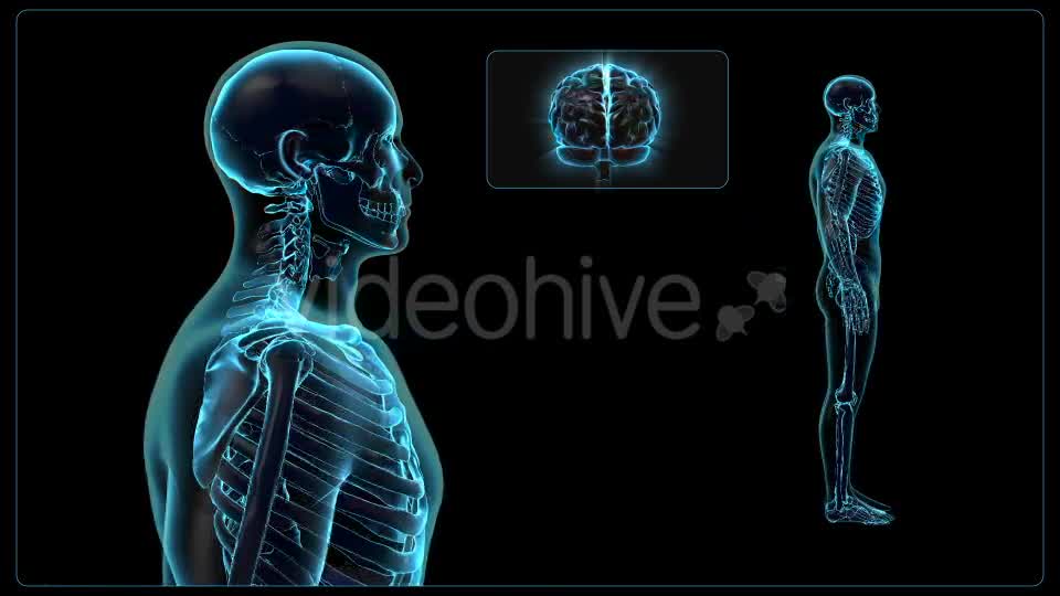 Human Body Videohive 18637695 Motion Graphics Image 8