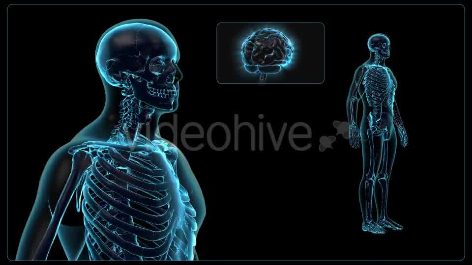 Human Body Videohive 18637695 Motion Graphics Image 9