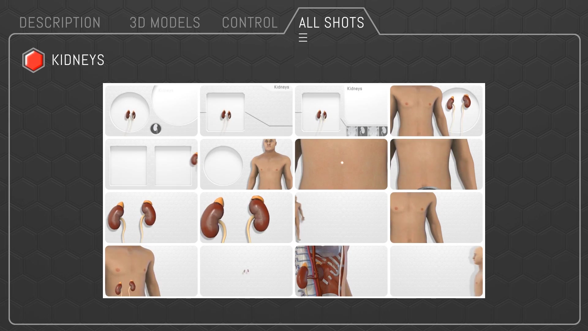 Human Body Anatomy - Download Videohive 18254375