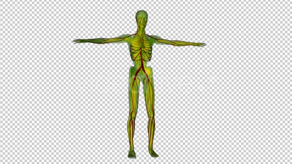 Human Body with Blood Vessels - Download Videohive 19795174