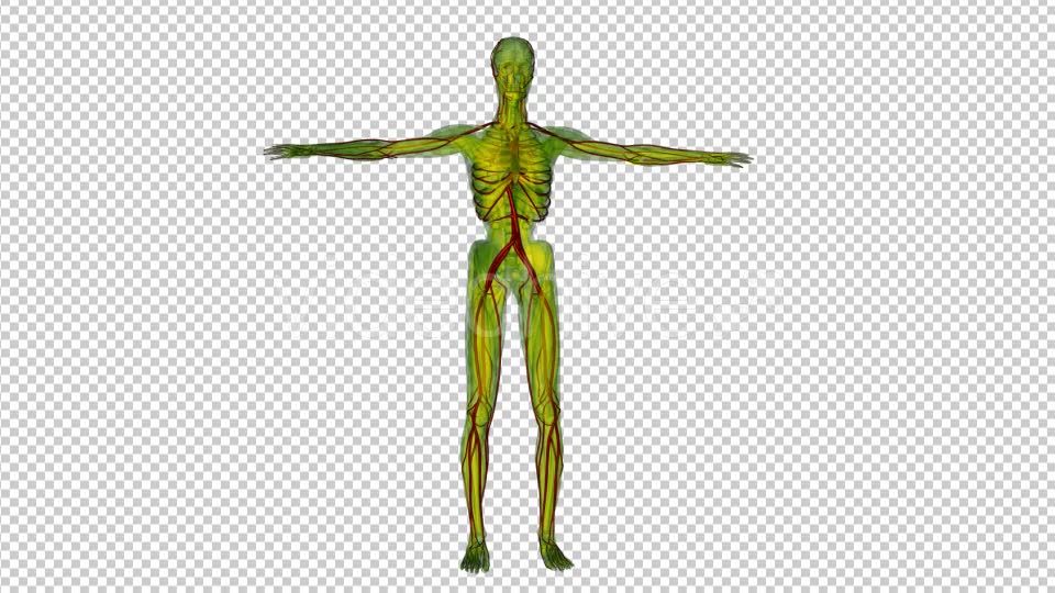Human Body with Blood Vessels - Download Videohive 19795174