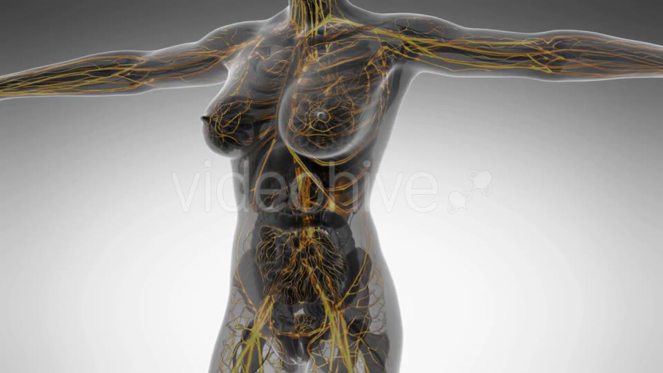 Human Body With Glow Blood Vessels - Download Videohive 18016373